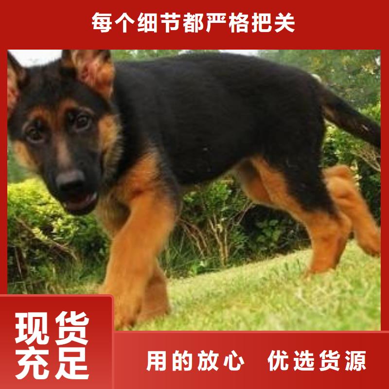 【德国牧羊犬】高加索 犬好货采购
