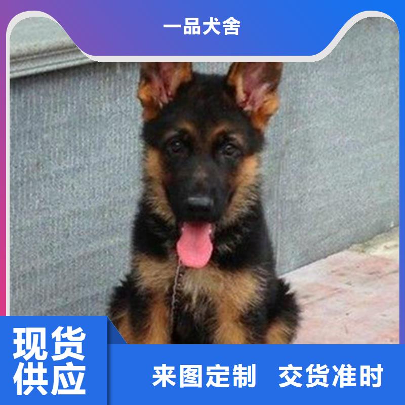 德国牧羊犬杜宾犬货源足质量好