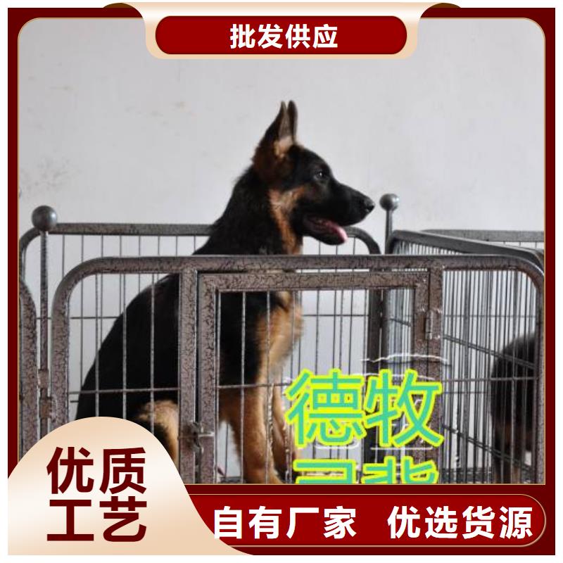 德国牧羊犬 卡斯罗犬厂家销售