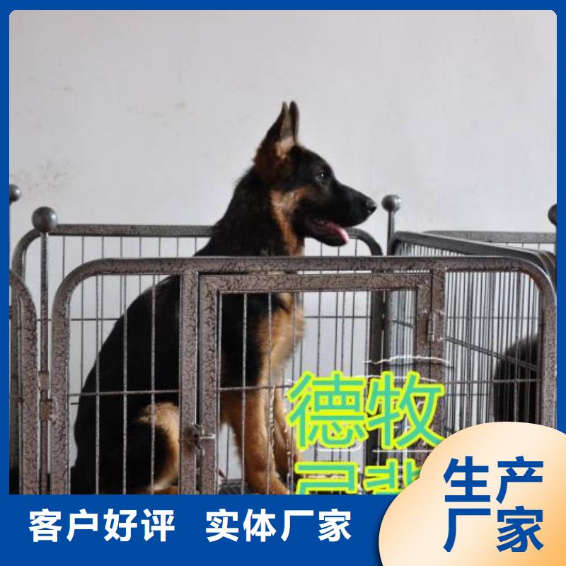 德国牧羊犬德牧犬敢与同行比服务