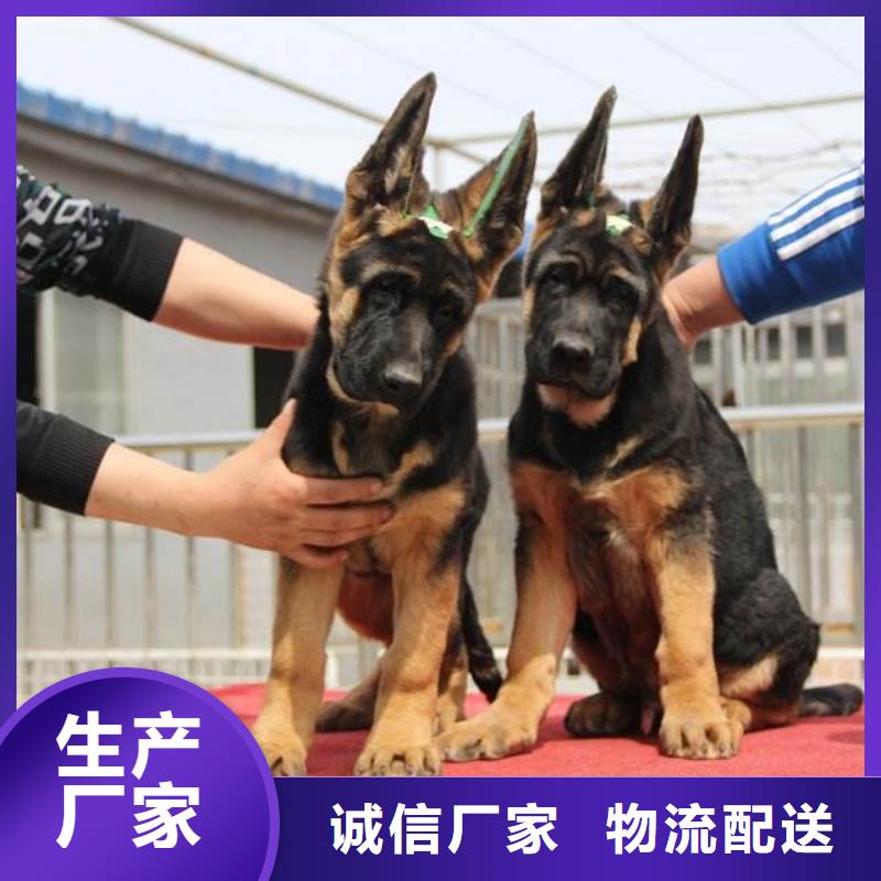 【德国牧羊犬】马犬一站式采购