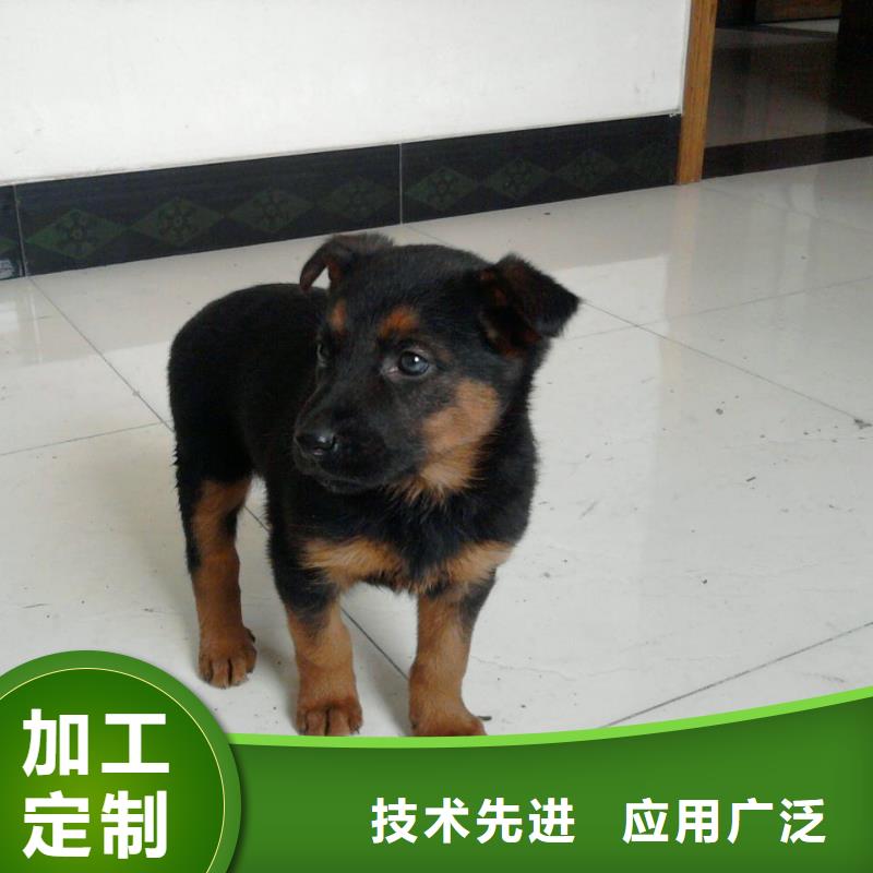 德国牧羊犬杜宾犬货源足质量好