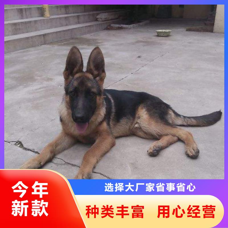 【德国牧羊犬】马犬一站式采购