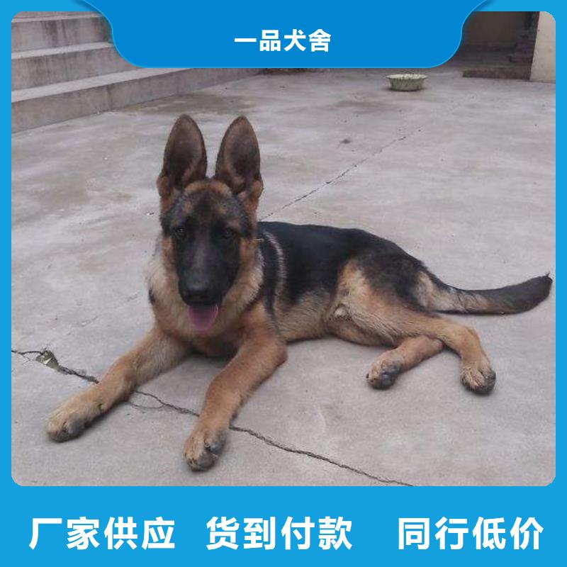 德国牧羊犬卡斯罗犬采购无忧