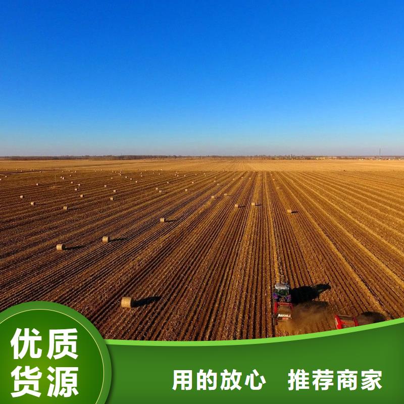 打捆机罗威纳犬现货供应