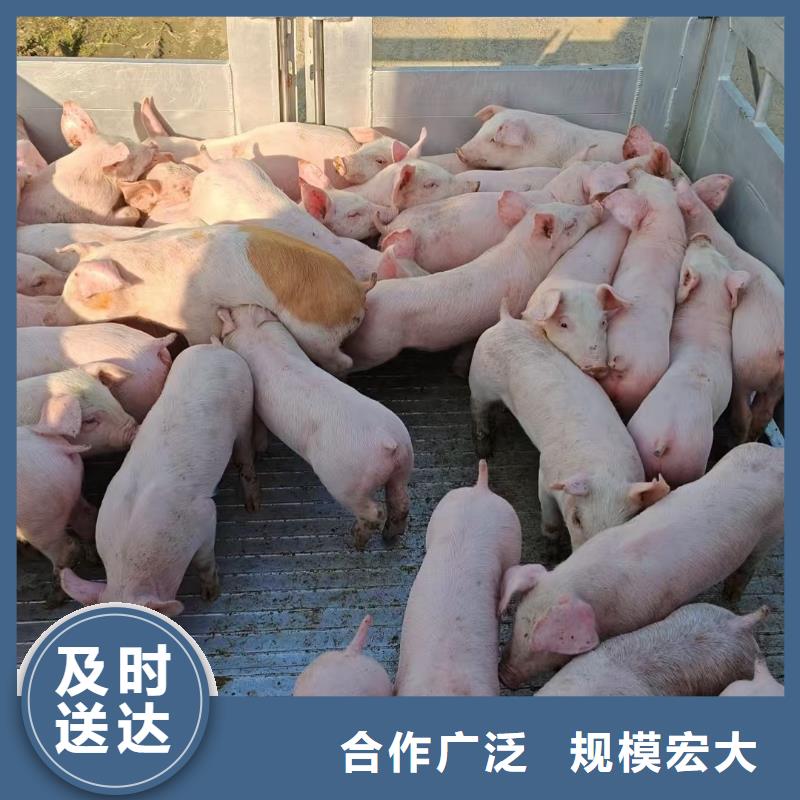 南阳到揭阳物流公司