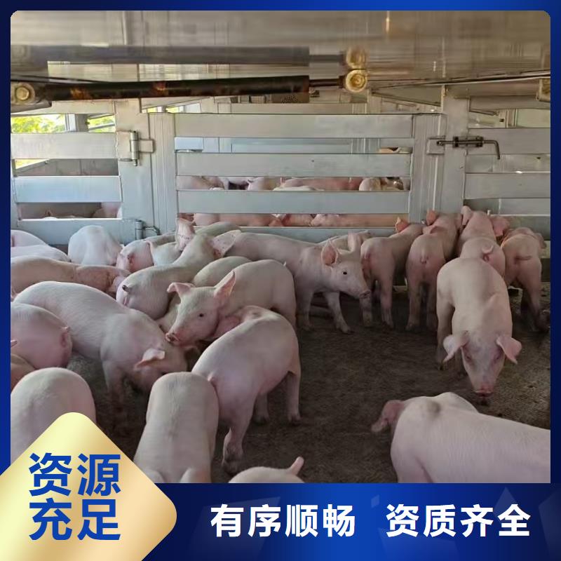 枣庄到广东物流公司