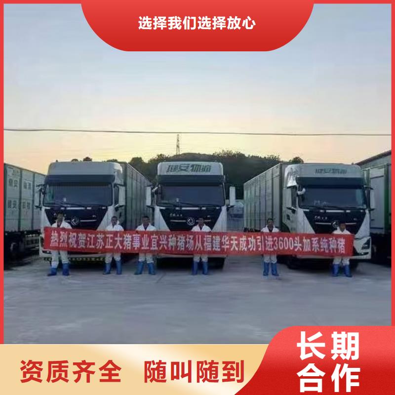 相城到种猪运输空调车诚实守信
