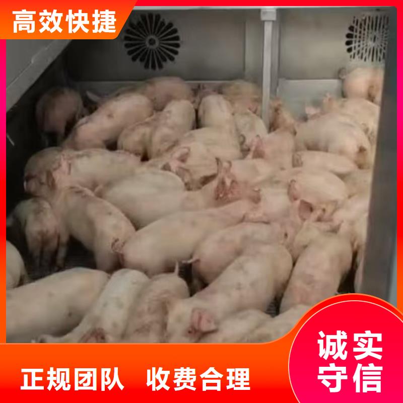 连云港到种猪运输-恒温车正规团队