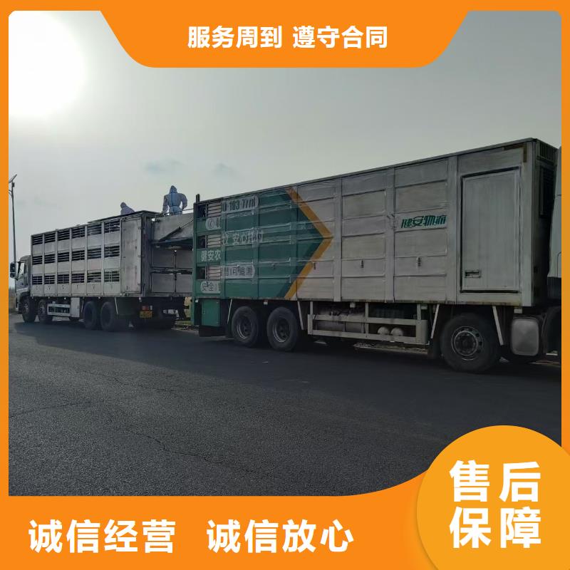 泰州到高栏车肥猪运输-专用车收费合理