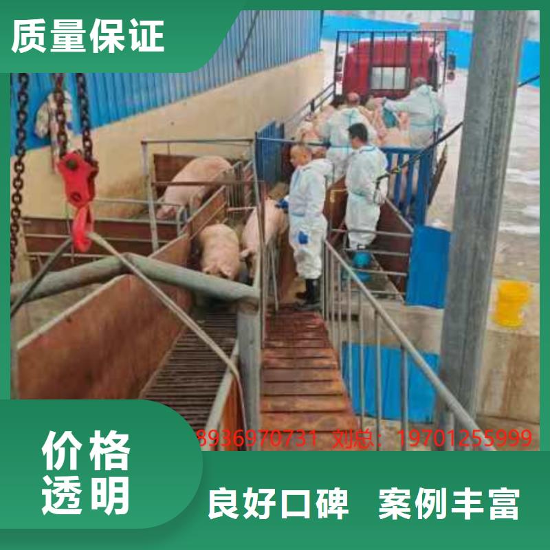 连云港到活禽运输-专用车案例丰富