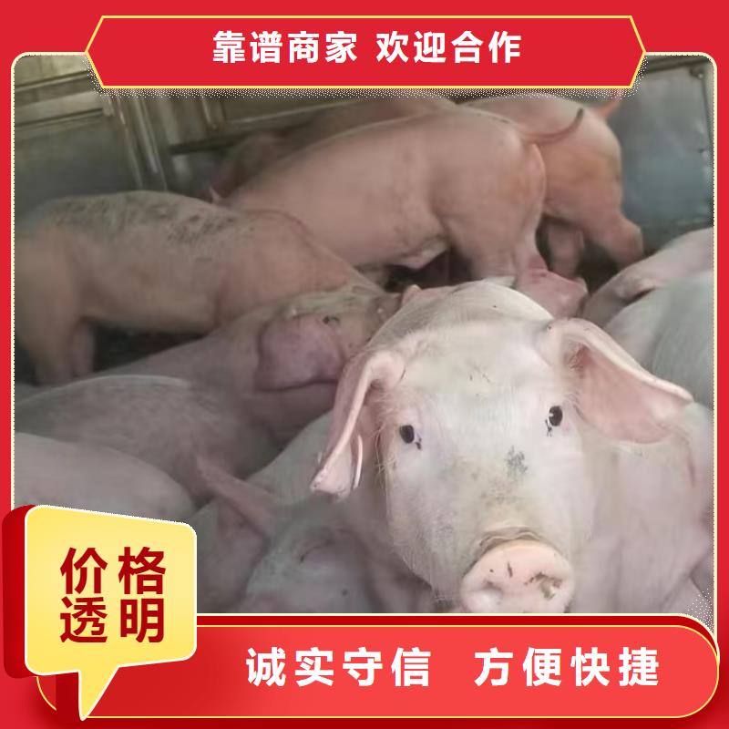 宿迁到种猪运输恒温车方便快捷