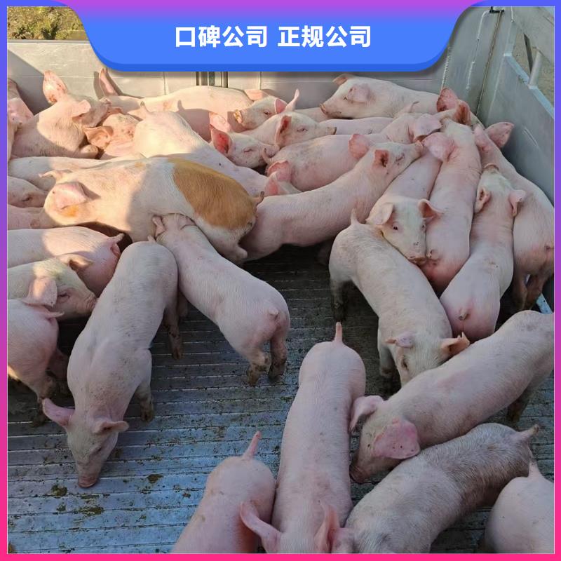 宿迁到保定物流公司